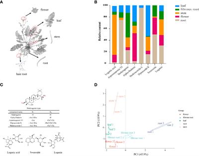 Full-length transcriptome, proteomics and metabolite analysis reveal candidate genes involved triterpenoid saponin biosynthesis in Dipsacus asperoides